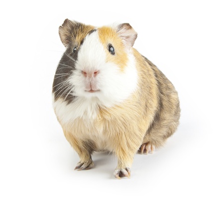 brown guinea pig on white isolatedの写真素材