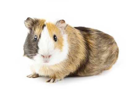 brown guinea pig on white isolatedの写真素材