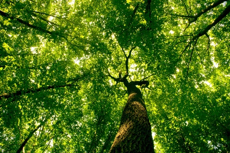 nature. pathway in the forest with sunlight