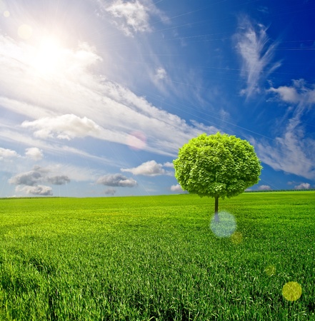 Green grass under blue skyの写真素材