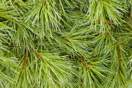 background of coniferous green treeの写真素材