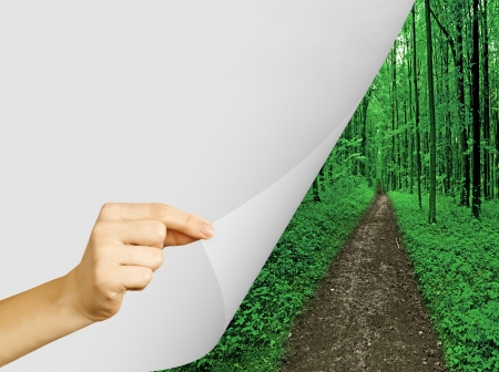 forest trees  nature green wood sunlight backgrounds の写真素材
