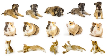 collection animals  the white backgroundsの写真素材