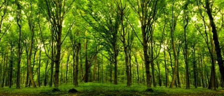 forest trees. nature green wood sunlight backgrounds.