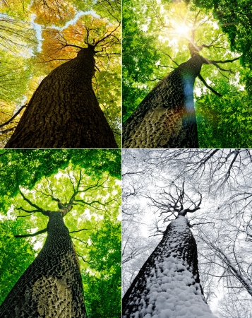 season forest trees. nature green, gold, white wood sunlight backgrounds. winter, autumn, summer.の写真素材