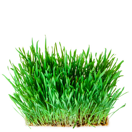 sprouts of green wheat grass on white background の写真素材