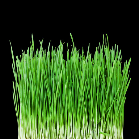 sprouts of green wheat grass on black backgroundの写真素材