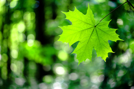 forest trees leaf. nature green wood sunlight backgrounds.の写真素材