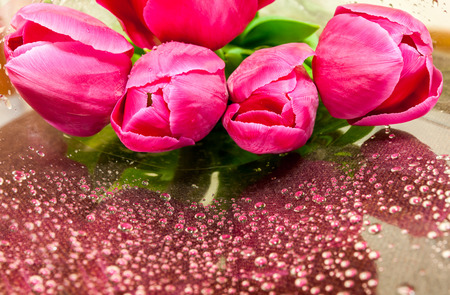 bouquet of tulips on a white background for advertisingの写真素材