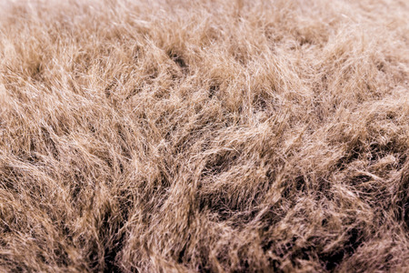 fur texture close-up background on the white backgrounds
