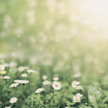 flower field  on the sky. nature abstract