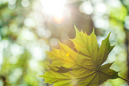 forest trees leaf. nature green wood sunlight backgrounds.の写真素材