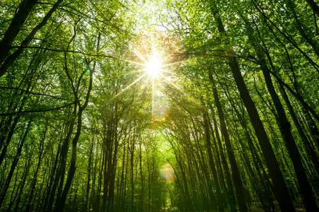 summer forest trees. nature green wood sunlight backgrounds. sky