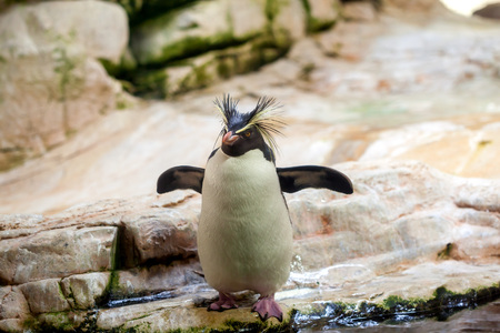 penguin in the zoo worth on stonesの写真素材
