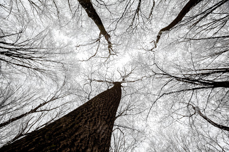 forest trees in winterの写真素材