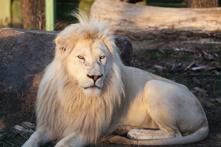 White lion resting on the grassの写真素材