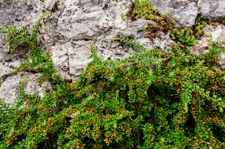 Plants on the stones for advertisingの写真素材