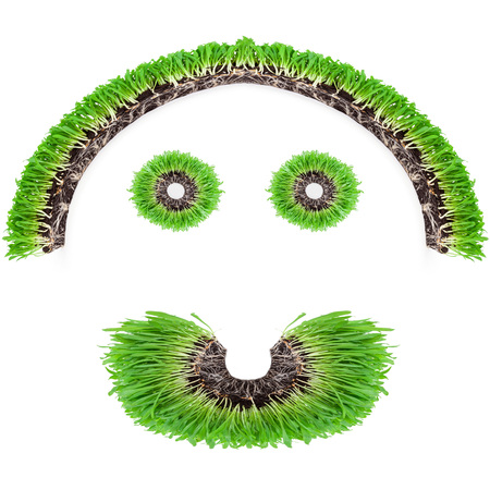 sprouts of green wheat grass on white backgroundの写真素材