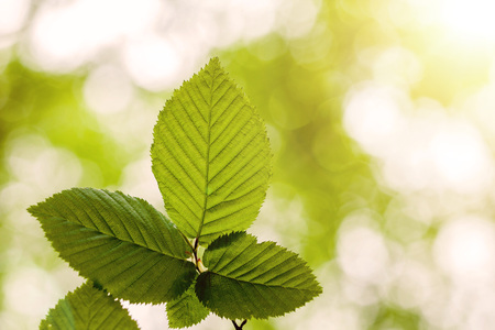 leaf on a tree in the forest.  nature green wood sunlight backgrounds. spring, summer