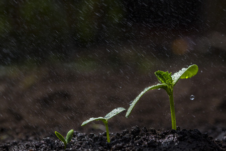 Green seedlings growing on the ground in the rain.