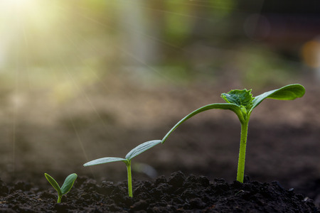 Vintage seedling growing on the ground in the rain.の写真素材
