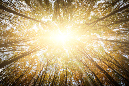 autumn forest trees. nature gold wood sunlight backgrounds.の写真素材