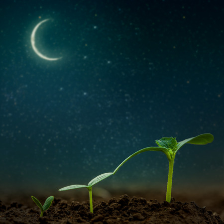 Green seedling growing on the backgrounds moon and stars. Elements of this image furnished by NASAの写真素材