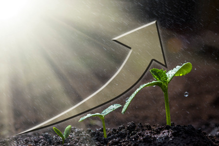 Green seedling growing on the ground in the rain. For business