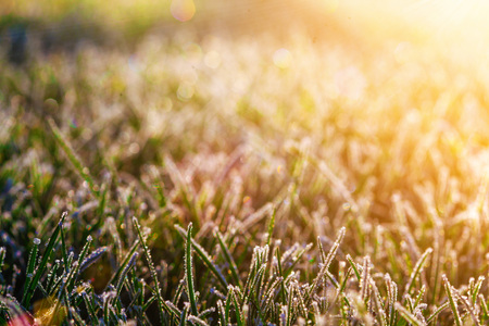 Other on the lawn in the morningの写真素材