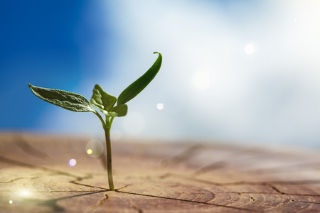 the plant grows in the woodの写真素材