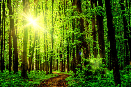 Forest trees. nature green wood sunlight backgrounds. skyの写真素材