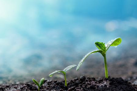 Vintage seedling growing on the ground in the rain.の写真素材