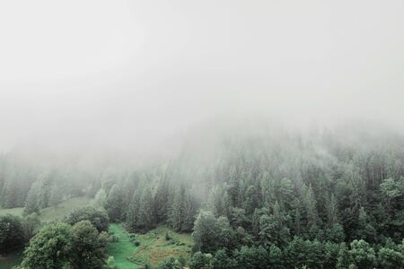 Pine forest in the mountains.の写真素材