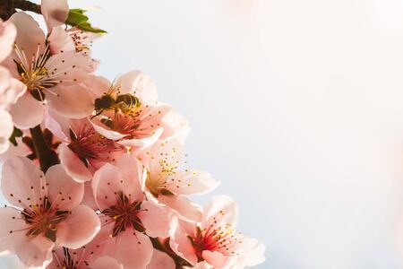 a spring pink flowers backgrounds