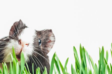 Brown guinea pig peeps out from the herbs. Place on a white background for advertisingの写真素材