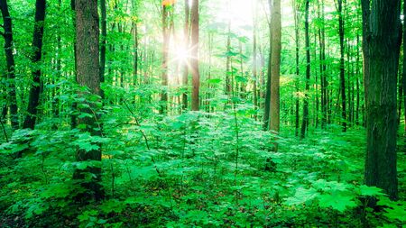 spring forest trees. nature green wood sunlight backgrounds.の写真素材