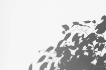shadow tree with leaves on a gray background. abstract image