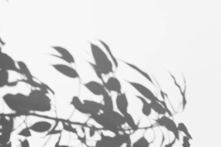 shadow tree with leaves on a gray background. abstract image