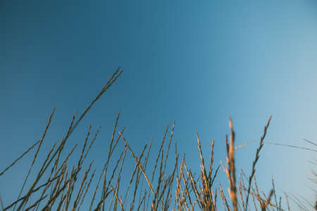 sea grass against the skyの写真素材