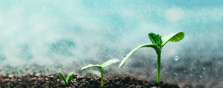 Vintage seedling growing on the ground in the rain. panorama