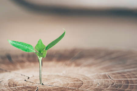 the plant grows in the woodの写真素材