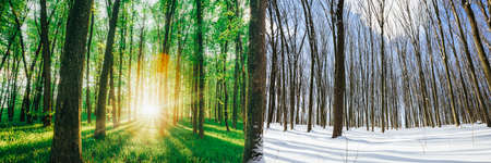 transitional season in the forest from winter to summer springの写真素材