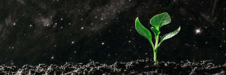 Green seedling growing on the ground in the rainの写真素材