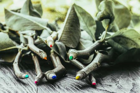color pencils sprouted on a tree branchの写真素材