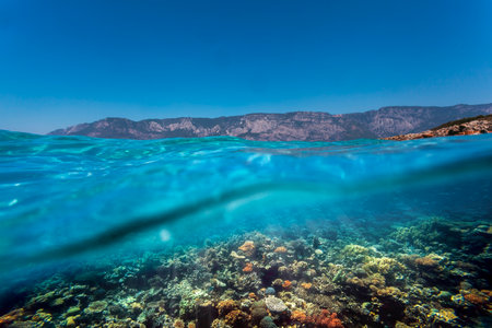 Underwater coral reef on the red seaの写真素材