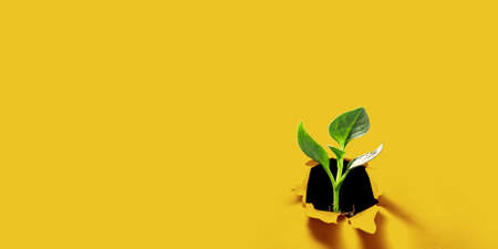 Green seedling growing on the ground in the rainの写真素材