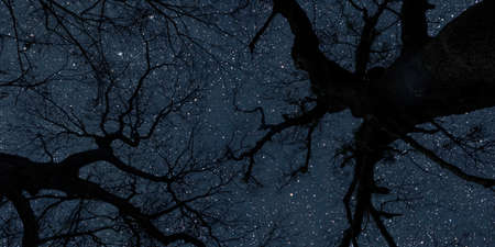 night sky in the forest with stars in heavenの写真素材
