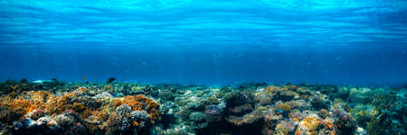 Panorama Underwater coral reef on the red seaの写真素材