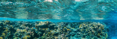 panorama underwater coral reef on the red seaの写真素材
