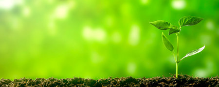 Green seedling growing on the ground in spring